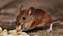 24 Hour & Emergency Exterminators in Northwest, NC
